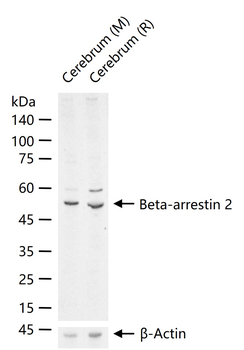 Beta-arrestin 2 Rabbit Polyclo
