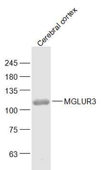 MGLUR3 Rabbit Polyclonal Antib