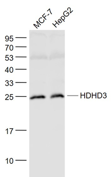 HDHD3 Rabbit Polyclonal Antibo
