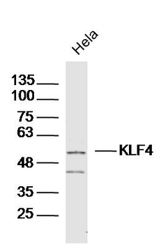 KLF4 Rabbit Polyclonal Antibod