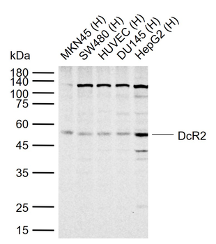 DcR2 Rabbit Polyclonal Antibod