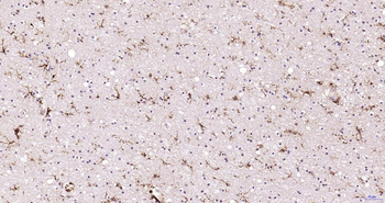 AIF1 Recombinant Rabbit Monocl