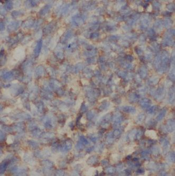 C4BPA Antibody抗体，orb625293，bio