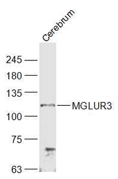 MGLUR3 Rabbit Polyclonal Antib