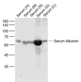 Bovine Serum Albumin Rabbit Po
