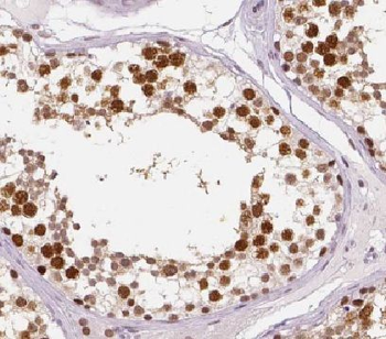 HEMGN Antibody抗体，orb627659，bio