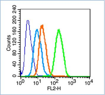 C-fos Rabbit Polyclonal Antibo