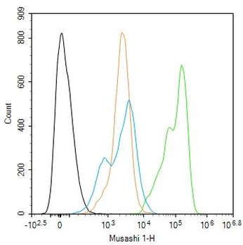 Musashi 1 Rabbit Polyclonal An