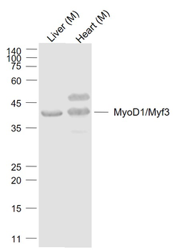 MyoD1/Myf3 Rabbit Polyclonal A