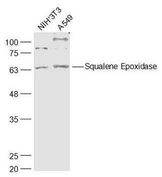 Squalene Epoxidase Rabbit Poly