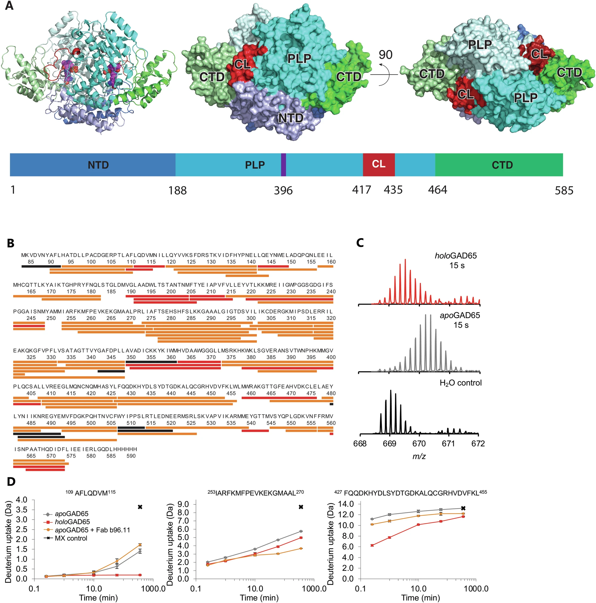 佰乐博生物蛋白抗体——GAD65（谷氨酸脱羧酶65）
