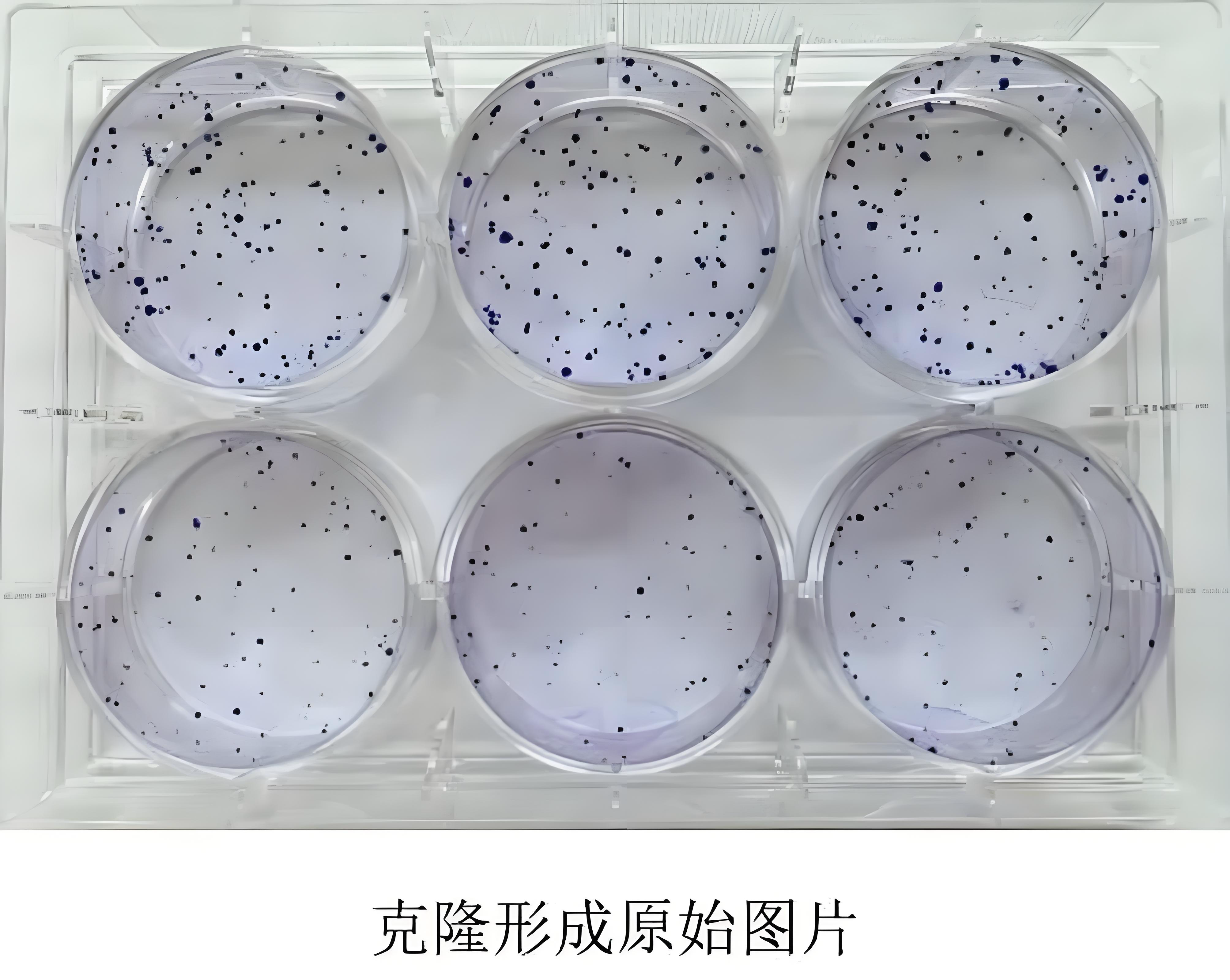 细胞平板克隆形成实验：超全面解析与应用指南