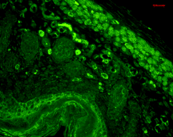 CD74 Antibody (FITC)抗体，orb1469