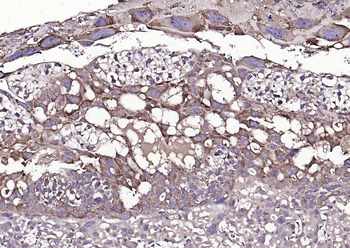 Cyclophilin B Mouse Monoclonal