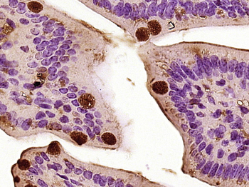 CCL26 Rabbit Polyclonal Antibo