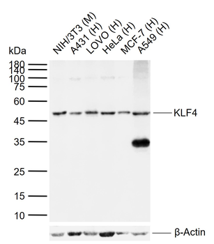 KLF4 Rabbit Polyclonal Antibod