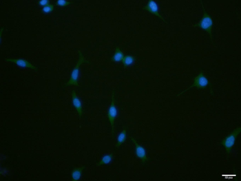 Musashi 1 Rabbit Polyclonal An