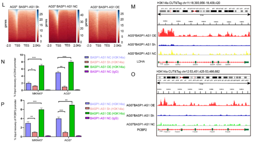 AtaGenix定制乳酰化抗体助力解析BASP1-AS1–PCBP2通路，揭示胃癌奥沙利铂耐药新机制
