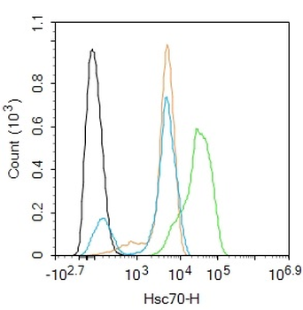 Hsc70 Rabbit Polyclonal Antibo