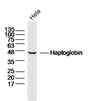 Haptoglobin Rabbit Polyclonal 