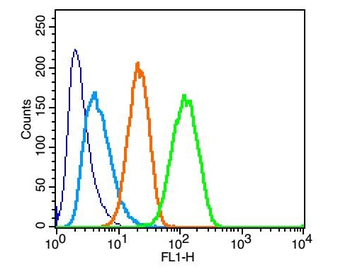 ATG1/ULK1 Rabbit Polyclonal An