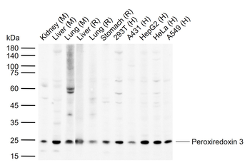 Peroxiredoxin 3 Rabbit Polyclo