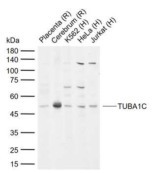 TUBA1C Rabbit Polyclonal Antib