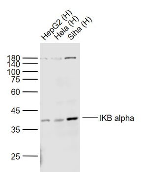 IKB alpha Mouse Monoclonal Ant