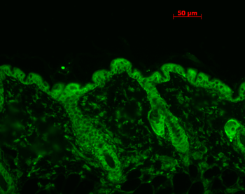 HSP90 Antibody (FITC)抗体,orb147