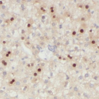 NMRAL1 Antibody抗体,orb629333,bi