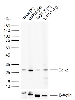 Bcl-2 Recombinant Rabbit Monoc