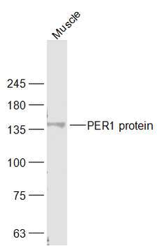PER1 Rabbit Polyclonal Antibod