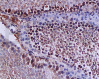 Caspase-12 Rabbit Polyclonal A