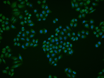 Beta-arrestin 2 Rabbit Polyclo