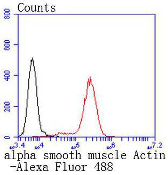 Alpha smooth muscle Actin Reco