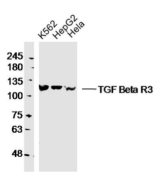 TGF beta Receptor III Rabbit P