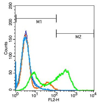 CD160 Rabbit Polyclonal Antibo