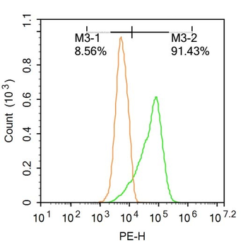 Hsc70 Rabbit Polyclonal Antibo