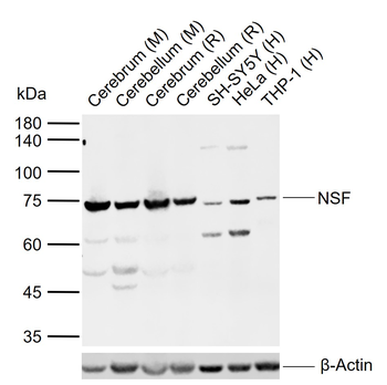 NSF Rabbit Polyclonal Antibody
