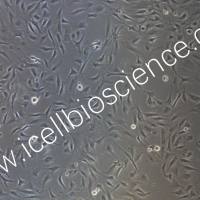 兔视网膜色素上皮细胞 | 视网膜色素上皮细胞 | 免疫荧光鉴定