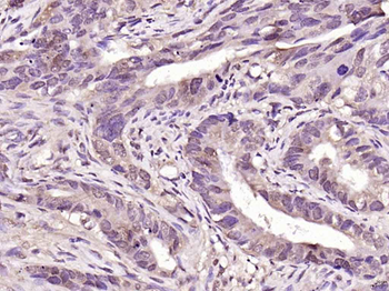 PARK7/DJ1 Rabbit Polyclonal An