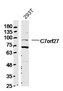 C7orf27 Rabbit Polyclonal Anti