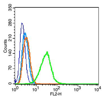 CHST1 Rabbit Polyclonal Antibo