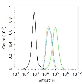 Phospho-Cyclin E1 (Thr77) Rabb