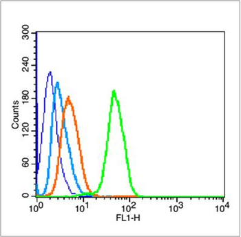 P53 (wt-p53) Rabbit Polyclonal