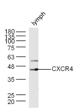 CXCR4 Rabbit Polyclonal Antibo