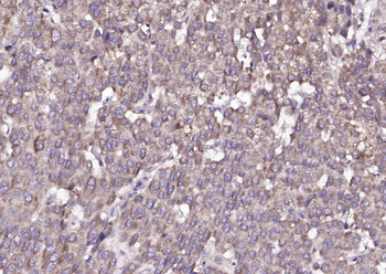 Amphiregulin Rabbit Polyclonal