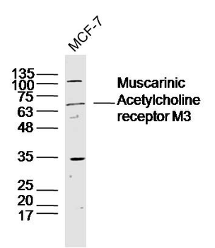 Muscarinic Acetylcholine recep