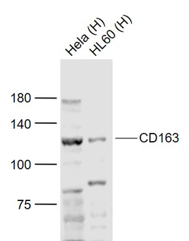 CD163 Rabbit Polyclonal Antibo