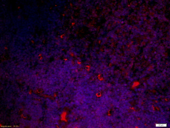 Ly6a Rabbit Polyclonal Antibod